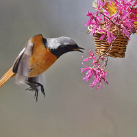 �������ı���β𶣨2��