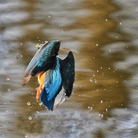 ץ�������