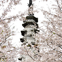 ������԰��Ӱ��