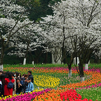 ̫����--������