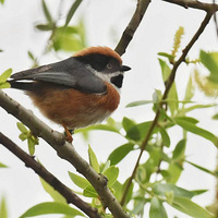 �������ͷ