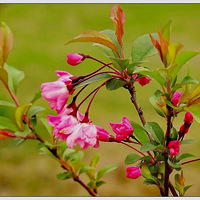 ʢ���ĺ��Ļ�֮��