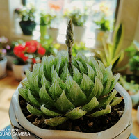 �������⣬���ֲݡ�