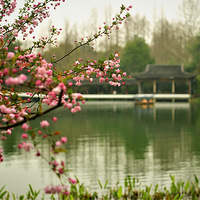 ԡ���崺������