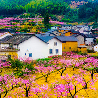 ����������ɽ��