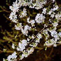 �����ĵ�ӣ����ҹӣ�𣿺ڰ��и���ҫ��