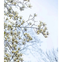 �������µ������ھ����ڻ�������