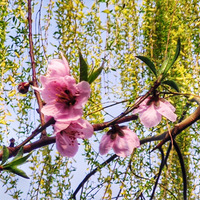 ���մ���