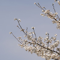 �������ĵ����� ����ӣ������Ӱ