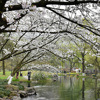 ӣ����������Ů��