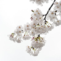 ���巻Ů��ӣ����