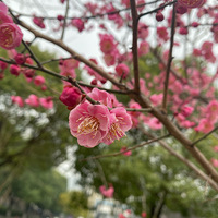 ÷�����һ�ɵɵ�ֲ���