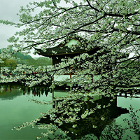 ��Ժ���괺ɫӣ��ʢ