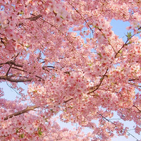 ��ɣ����ӣ�������ϣ������һ����ͣ�