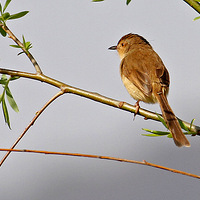 ��֦�ϵĴ�ɫɽ��ݺ