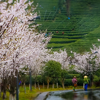 ���вɲ���