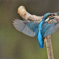 ����ι��ģʽ