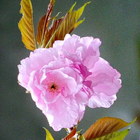 ��ӣ���������S԰�����ڣ�