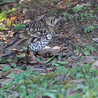 ֲ��԰��ʳ�Ļ��ߵ��