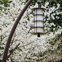 ����Ȱ��������