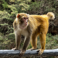 ���ӵı���