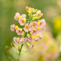 �߲��Ͳ˻���