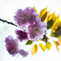 ���� �Ļ�