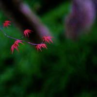 ��Ҷ����