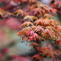 �� ��Ҷ�����