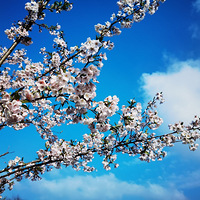 �����µ�ӣ��