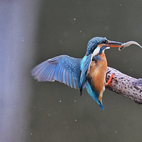 ����һ������