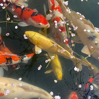 �������������⣬�ɷ�����������