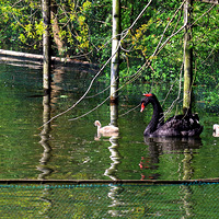 ����С���