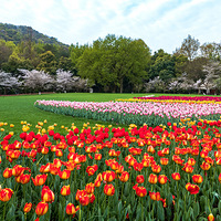 ����̫����