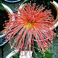 ���Ƿɲ������������� ��ԭ����һֻ̰���ĺ�����50��