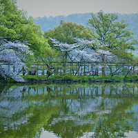 ���۴�ɫ��