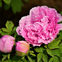 ������ҩ��