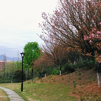 ���������У�����һ֦����