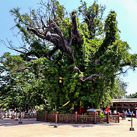 ��֮ɫ367-�鶴����Ѱ������԰7