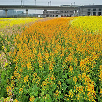 ��ƽ����վ�Բ�ɫ�Ͳ˻���