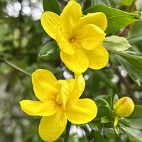 С���е�ӭ����