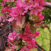 �������Ļ�