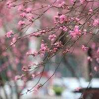 �Һ츴�����꣬���̸������̡�