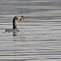 ��˶��ϰ�����