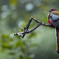 ���ص�����------��ͷҧ��