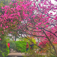 �Һ�����