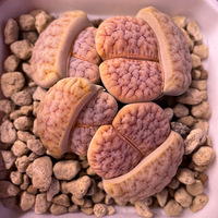 ��ʯ����������