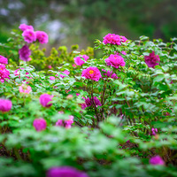 ���۵�ĵ����