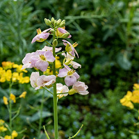 �˼������죬���հ�����������