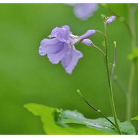 ������  ����